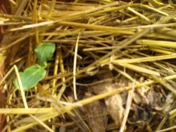 orto 6 aprile 2014 004