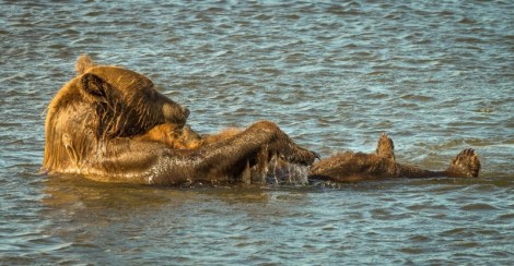 Bathing bear